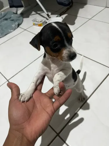 Fox paulista pedigree