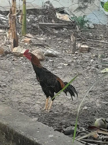 Galo novo índio shamo
