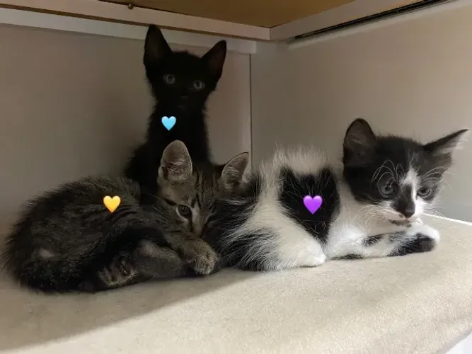 Gatinhos para adoção