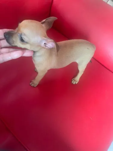Pinscher filhotes