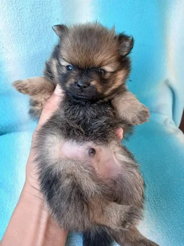 Filhotes de lulu da pomerania