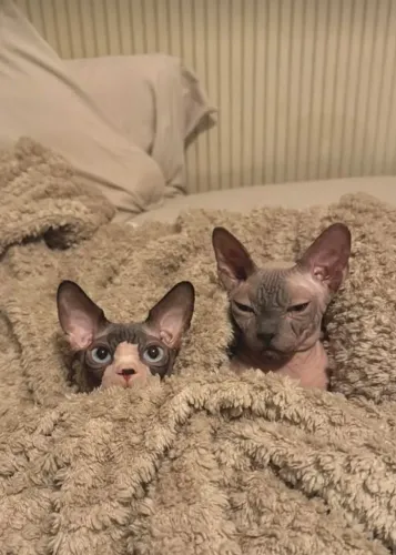 Sphynx