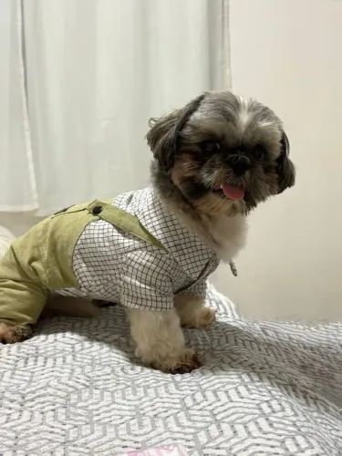 Namorada para ShihTzu. ?