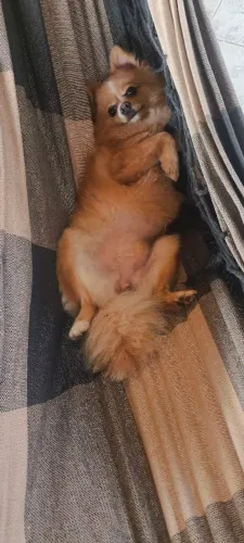 Namorado para Lulu