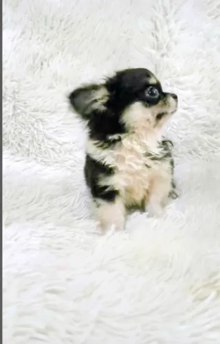 Chihuahuas machos 