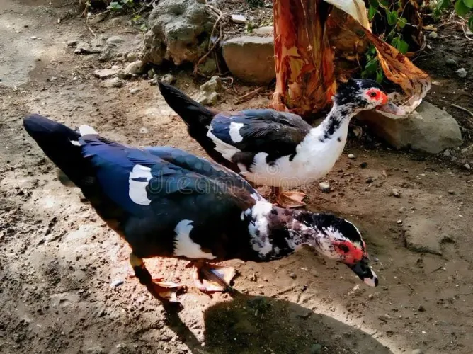 Doando casal de Pato
