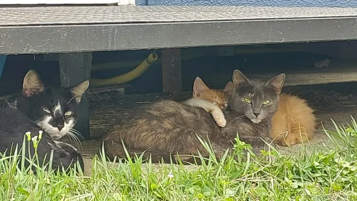 Gatinhos