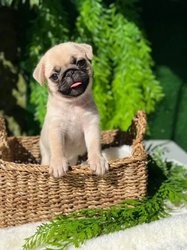 Filhotes de pug 