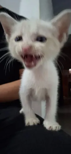 Gatinha fofa e carinhosa
