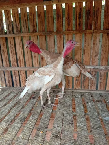Casal de perus