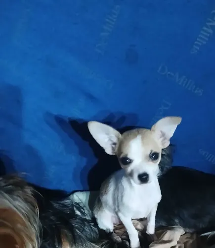 Vendo machinho de pinscher ciclo da vacina completo