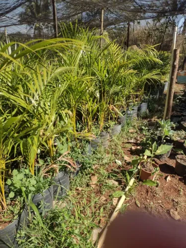 Areca bambu 