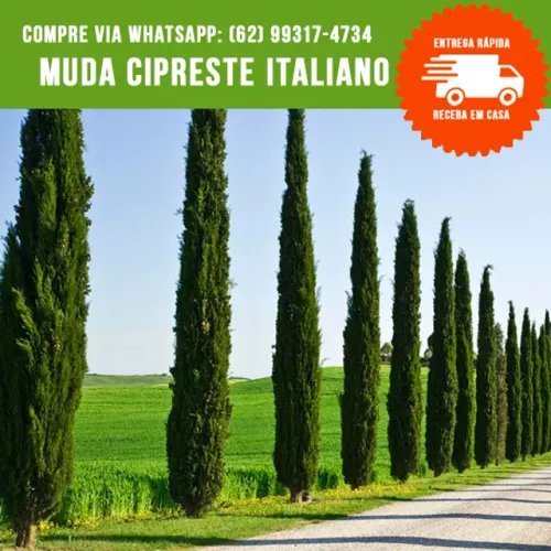 Muda de Cipreste Italiano
