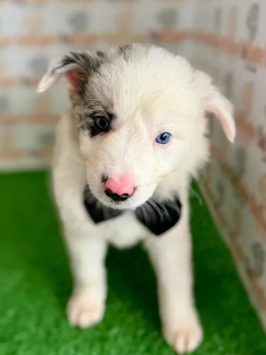 Border Collie macho