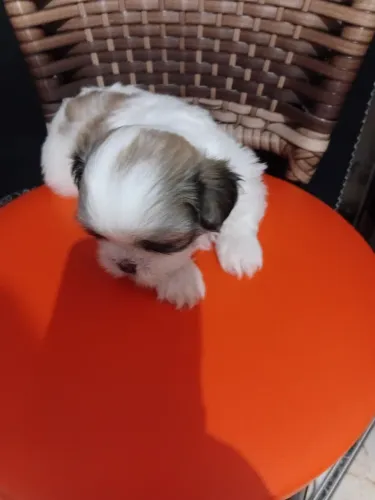 Filhote shih tzu puro mascho 