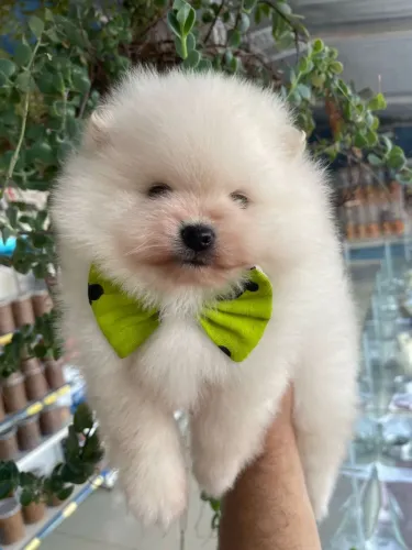 Filhotes de Spitz alemão machinho tenso 3 Disponíveis