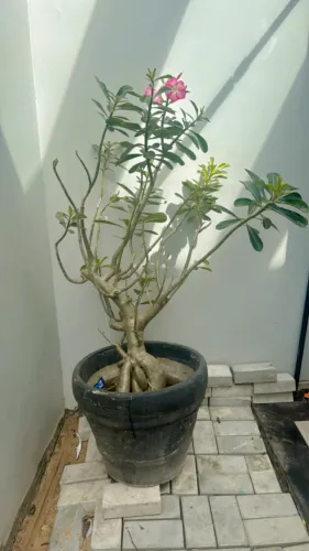 Rosa do deserto