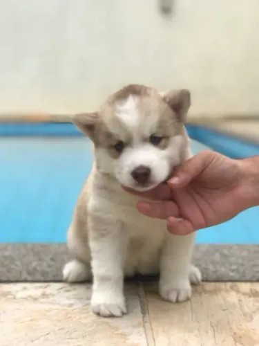 Husky Siberiano Chamar whats *
