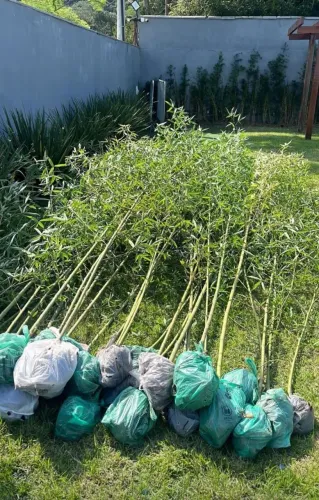 Vendo Bambu Ornamental 