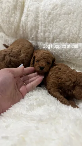 Poodle Mini Toy Red Machos com Pedigree ( whats * )