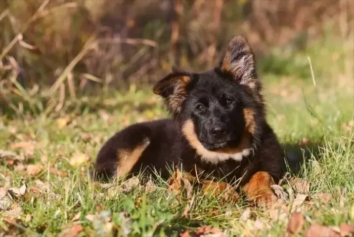 Filhotes de Pastor Alemão | Pura ternura canina!
