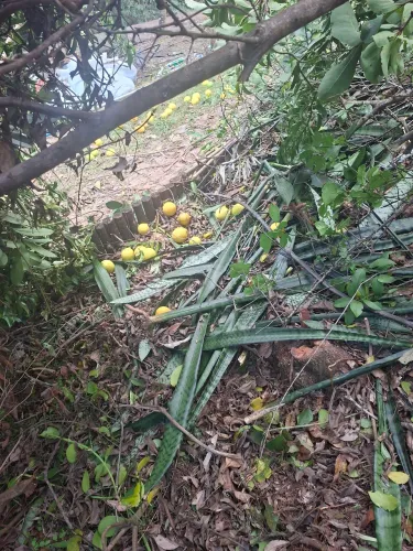 Ajudante  de jardinagem  casa branca Brumadinho 
