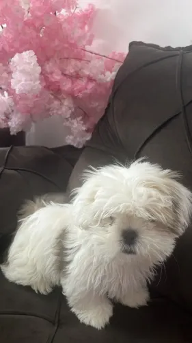 Vende lindo machinho shistsu 2 mês 