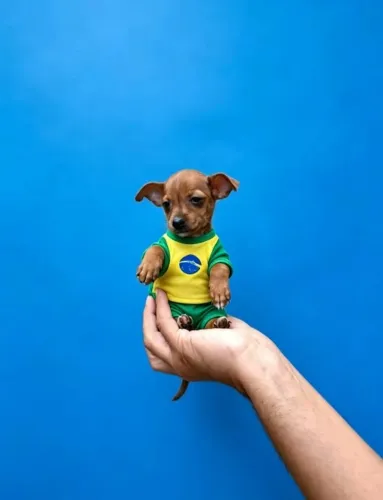 Pinscher