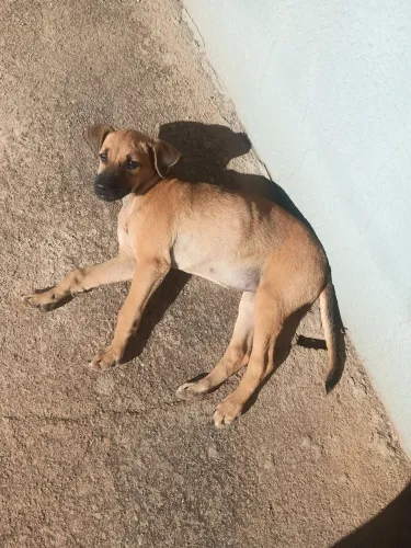 Cachorra pra doar 