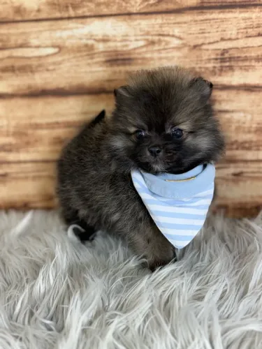 Spitz Alemão Macho