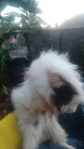 Lindos porquinhos da índia peruano