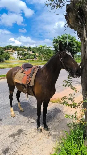 Égua mangalarga Paulista pisadeira 