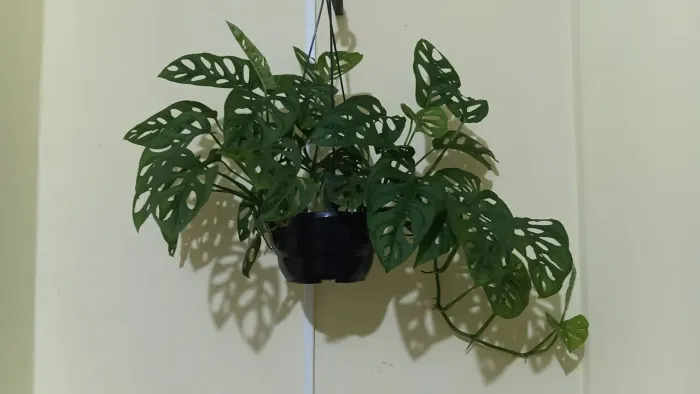 Plantas pendentes