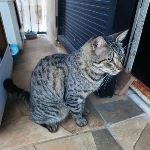 Gata castrada disponível pra doação 
