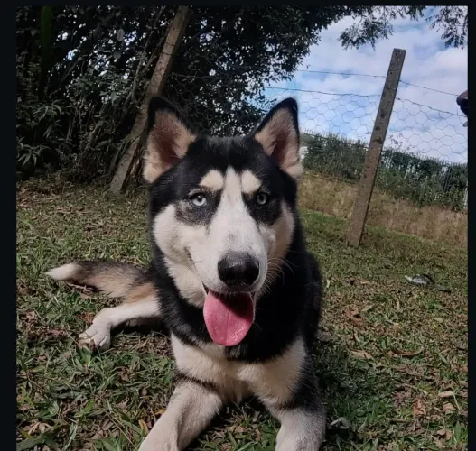 Husky siberiano macho