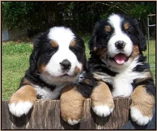Bernese lindo casal com garantia 
