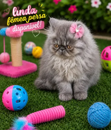 Linda persa cinza, máscara mais escura fêmea!