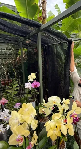 Lindo Orquidário de qualidade! 