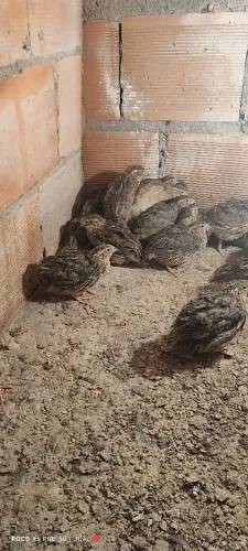 Vende-se codornas