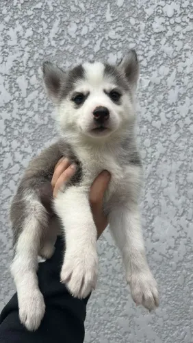Husky siberiano o filhote ideal para casais apaixonados