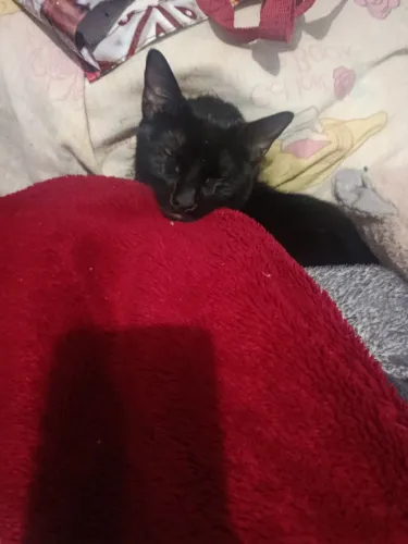 Doa-se gata
