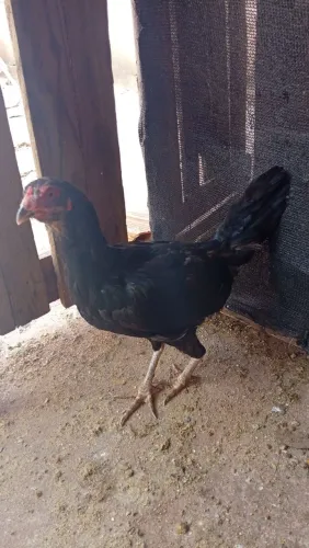 Galinha