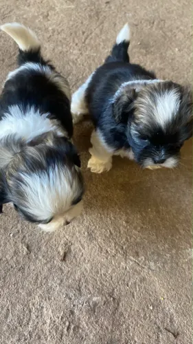 Vendo casal de shi-tzu 