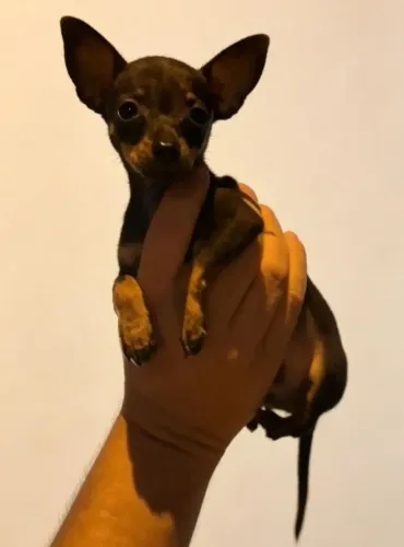 Pinscher MACHO Padrão 000(verdadeiro) ideal para clientes exigentes . 