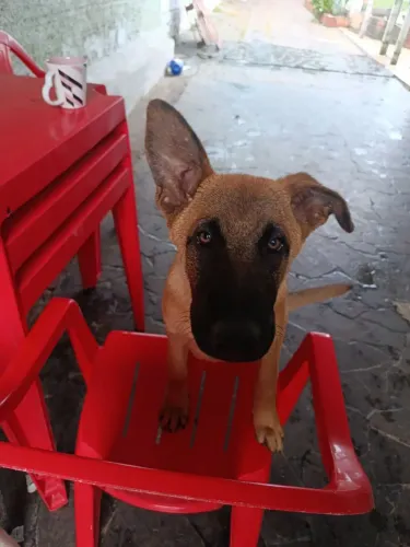 Pastor belga de Malinois 