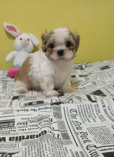 Shih tzu