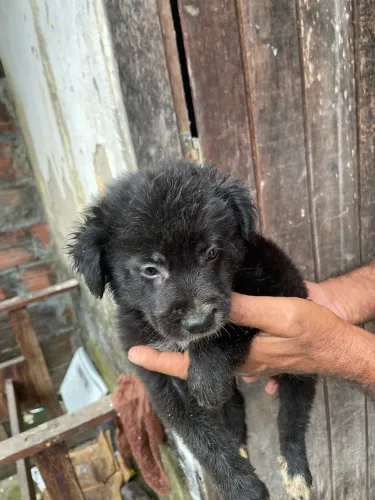 Poodle