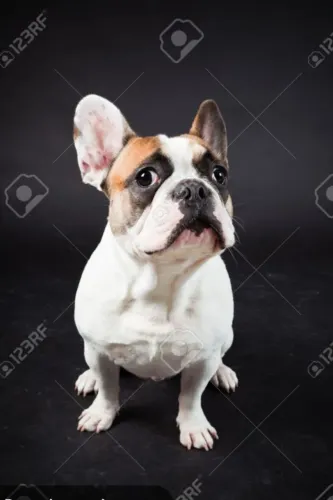 Buldogue Francês