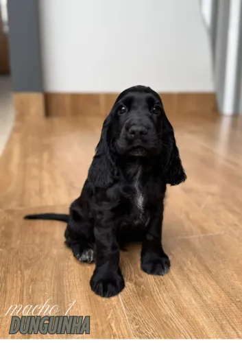 Filhote de Cocker Spaniel Inglês