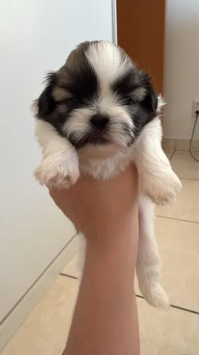 Shih Tzu Filhotes Macho